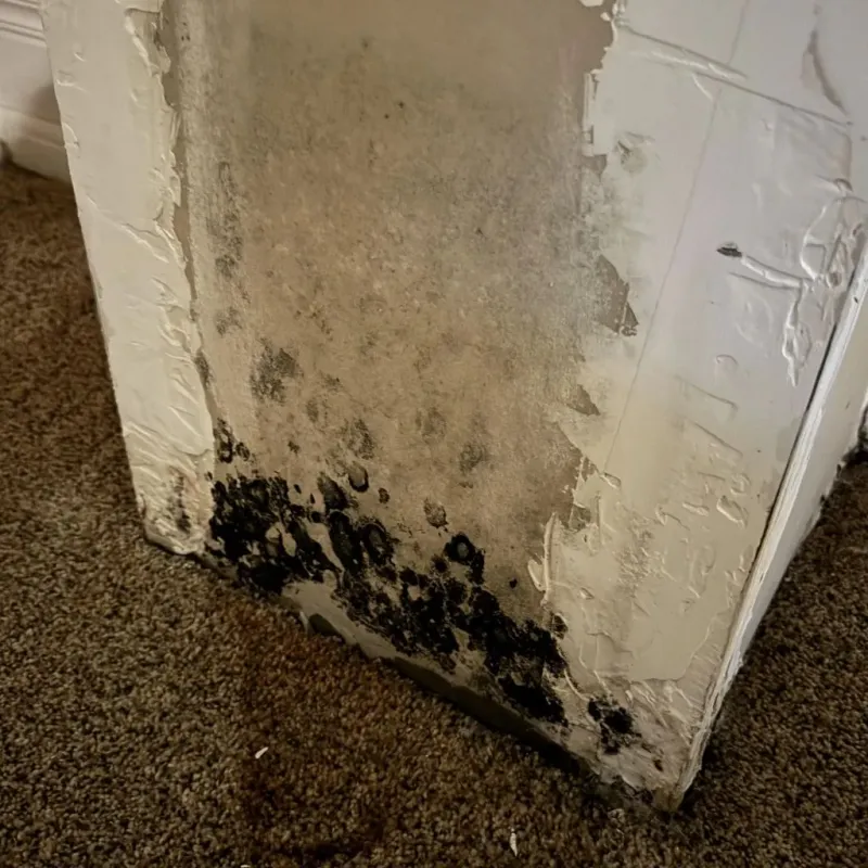 Professional Mold Removal in Milan, TN